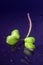 Single sprout of mustard microgreen with water drops macro close up