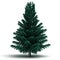 Single Spruce Pine Tree