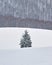 Single spruce tree standing out, snowed on, framed by layers of snow and other forest trees in the background.