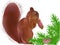 Single squirrel near green pine branches