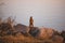 Single squirrel standing on rocks during a sunset