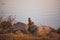 Single squirrel standing on rocks during a sunset