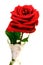 Single stalk of red rose