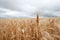 Single stalk of wheat sticking out of a wheatfield