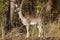 A single standing deer in the forest - France