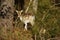A single standing deer in the forest - front view - France