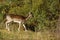 A single standing deer in the forest - Side view - France