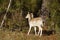 A single standing deer in the forest - Side view - France