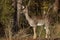 A single standing deer in the forest - Side view - France