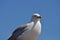 Single standing Seagull and blue sky