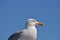 Single standing Seagull and blue sky