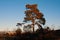 A single standing tree in autumn with a clear blue sky