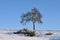 Single standing tree in winter landscape