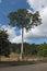 Single standing tropical tree in Costa Rica