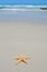 Single starfish on beach