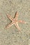 A single starfish in shallow water