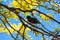 Single starling among branches and yellow leaves