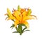 Single stem with bright orange lily flowers isolated