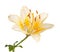 Single stem with a bright yellow lily flower isolated