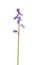 Single stem of English bluebells