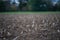 Single stem on a harvested field in perspective view.