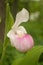 Single stem lady slipper