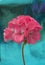 Single stem pink geranium flowers