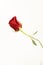 A single stemmed red rose