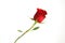 A single stemmed red rose