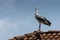 single storck standing on a red roof and looks into the camera with blue sky