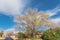 Single story bungalow houses in suburbs of Dallas with bright fall foliage colors