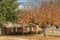 Single story bungalow houses in suburbs of Dallas with bright fall foliage colors