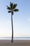 Single straight palm tree on sandy beach