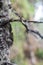 Single strand of the longest lichen Dolichousnea longissima in forest