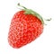 Single strawberry fruit