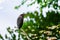 Single Striated heron standing on the edge of the tree