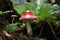 a single, striking fly agaric mushroom amidst ferns