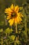 A single striking sunflower stands isolated in front of a sunflower and purple flowers