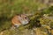 Single Striped field mouse on the ground (Apodemus agrarius).