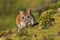 Single Striped field mouse on a ground during a spring period. Apodemus agrarius.