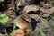 Single Striped field mouse on a ground during spring season