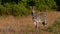 Single striped plains zebra in the evening sun standing in bush land in Chobe National Park, Botswana, Africa.