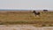 Single striped plains zebra standing on a colorful meadow with a lonely tree in Etosha National Park, Namibia, Africa.