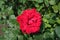 Single striped red flower of rose