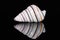 Single striped shell of Liguus virgineus also known as the candy cane snail, tree-living snail native to the Caribbean isolated on