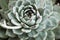 A single succulent echeveria from light green thick leaves and red tips, top view. Large echeveria rosette plant for