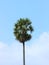 Single Sugar Palm Tree with blue sky