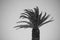 Single sugar palm tree texture background - Black and white concept