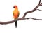 Single Sun Conure Parrot on a Tree Branch