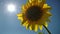 Single sunflower on the background of the shining sun
